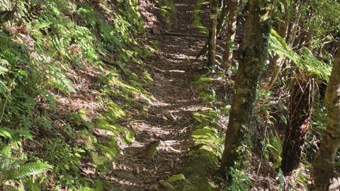 Whakanui Track along a Ridge