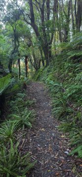 Whakanui Track & Rainforest