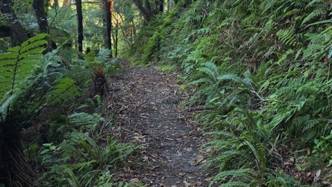 Whakanui Track & Rainforest