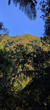 Whakanui Track Outlook