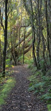 Whakanui Track & Forest