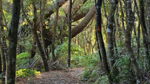 Whakanui Track & Forest