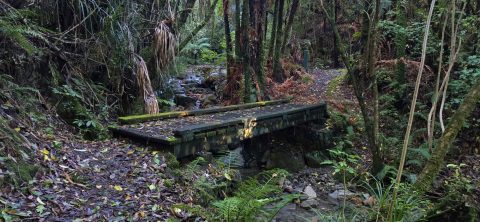 Whakanui Track Bridge