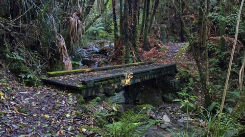 Whakanui Track Bridge