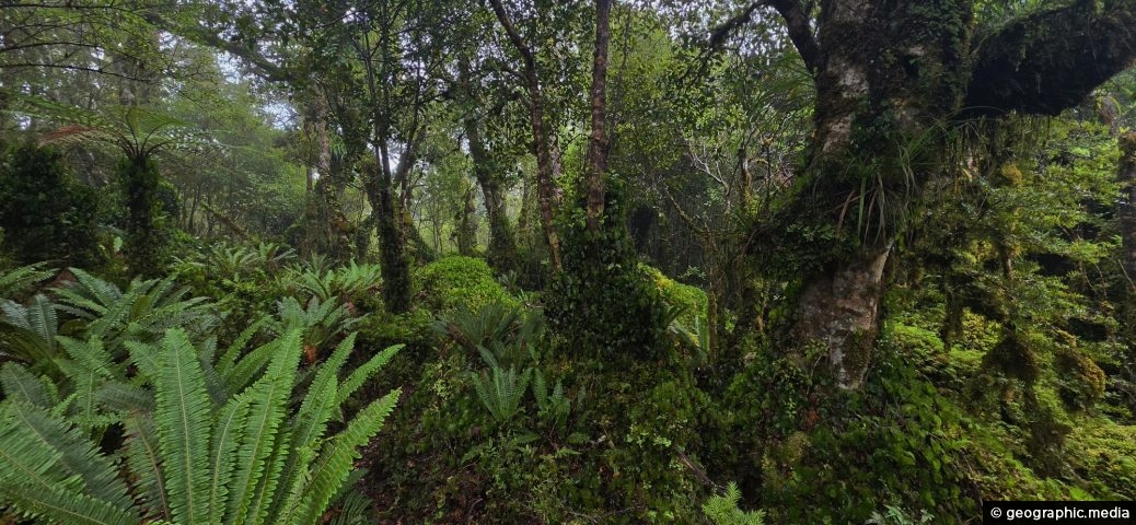 Lush Rainforest Understorey