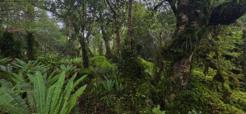 Lush Rainforest Understorey