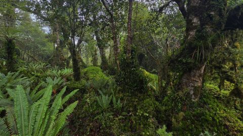 Lush Rainforest Understorey