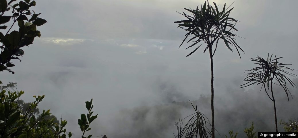 Misty Podocarp Rainforest