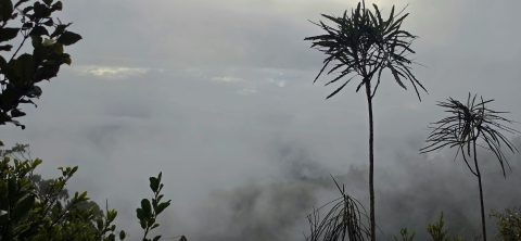 Misty Podocarp Rainforest