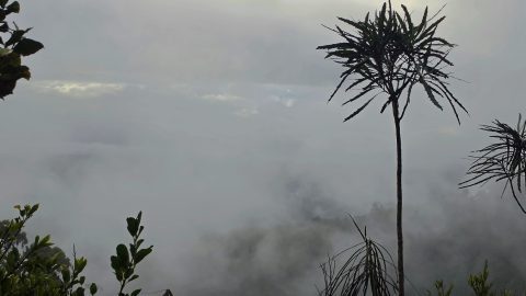 Misty Podocarp Rainforest