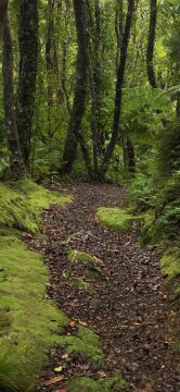 Whakanui Track