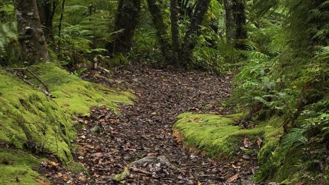 Whakanui Track
