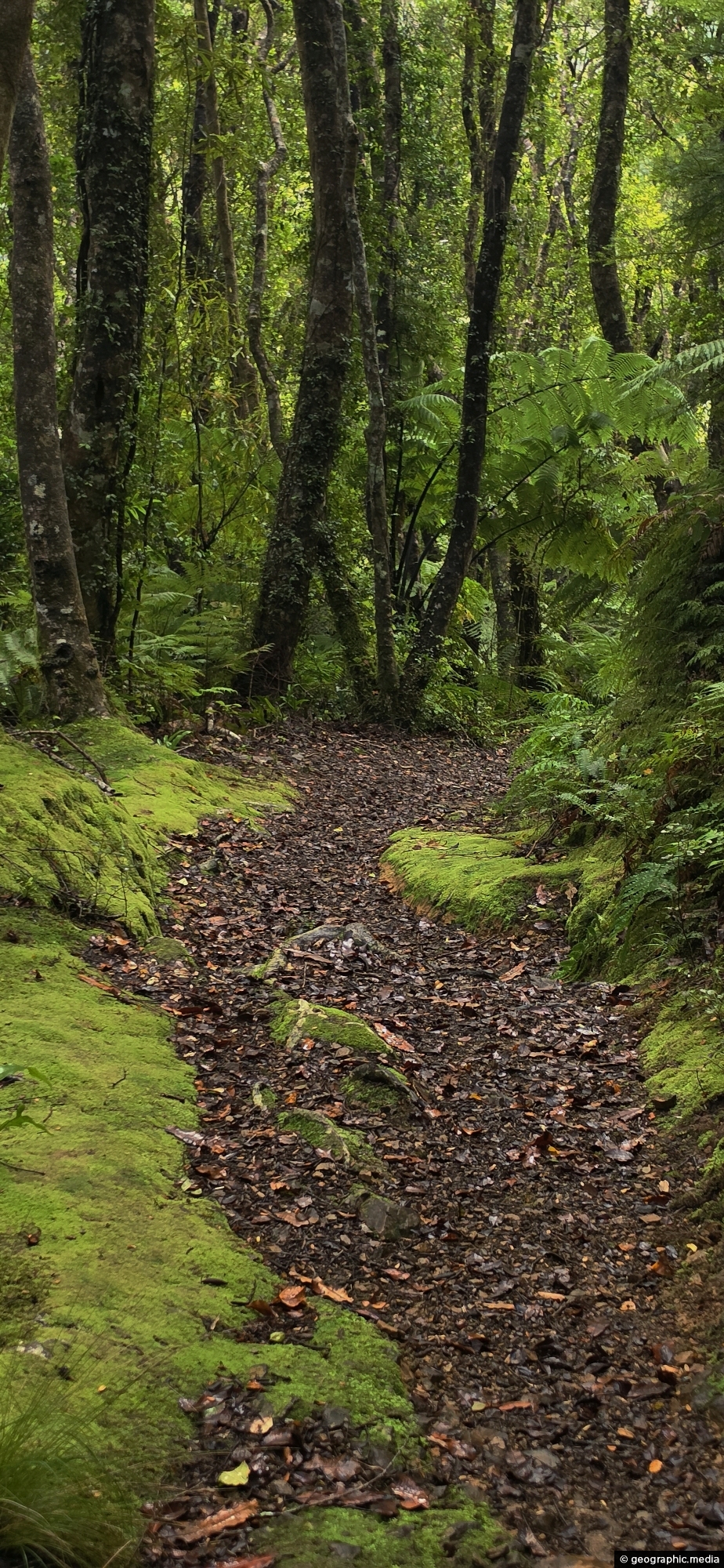 Whakanui Track