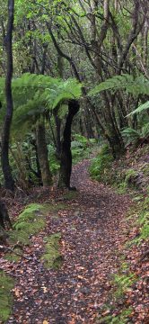 Fern trees & the Whakanui Track
