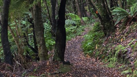 Fern trees & the Whakanui Track