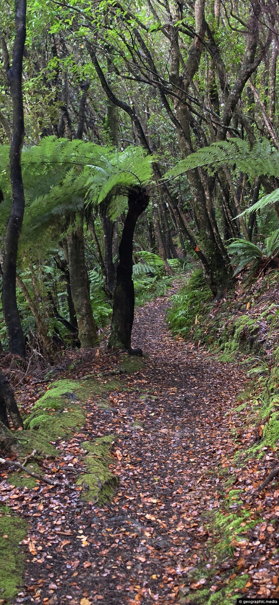 Fern trees & the Whakanui Track