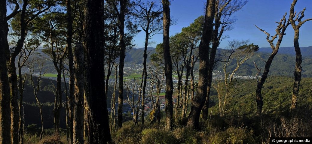 Rātā Ridge Track View