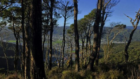 Rātā Ridge Track View