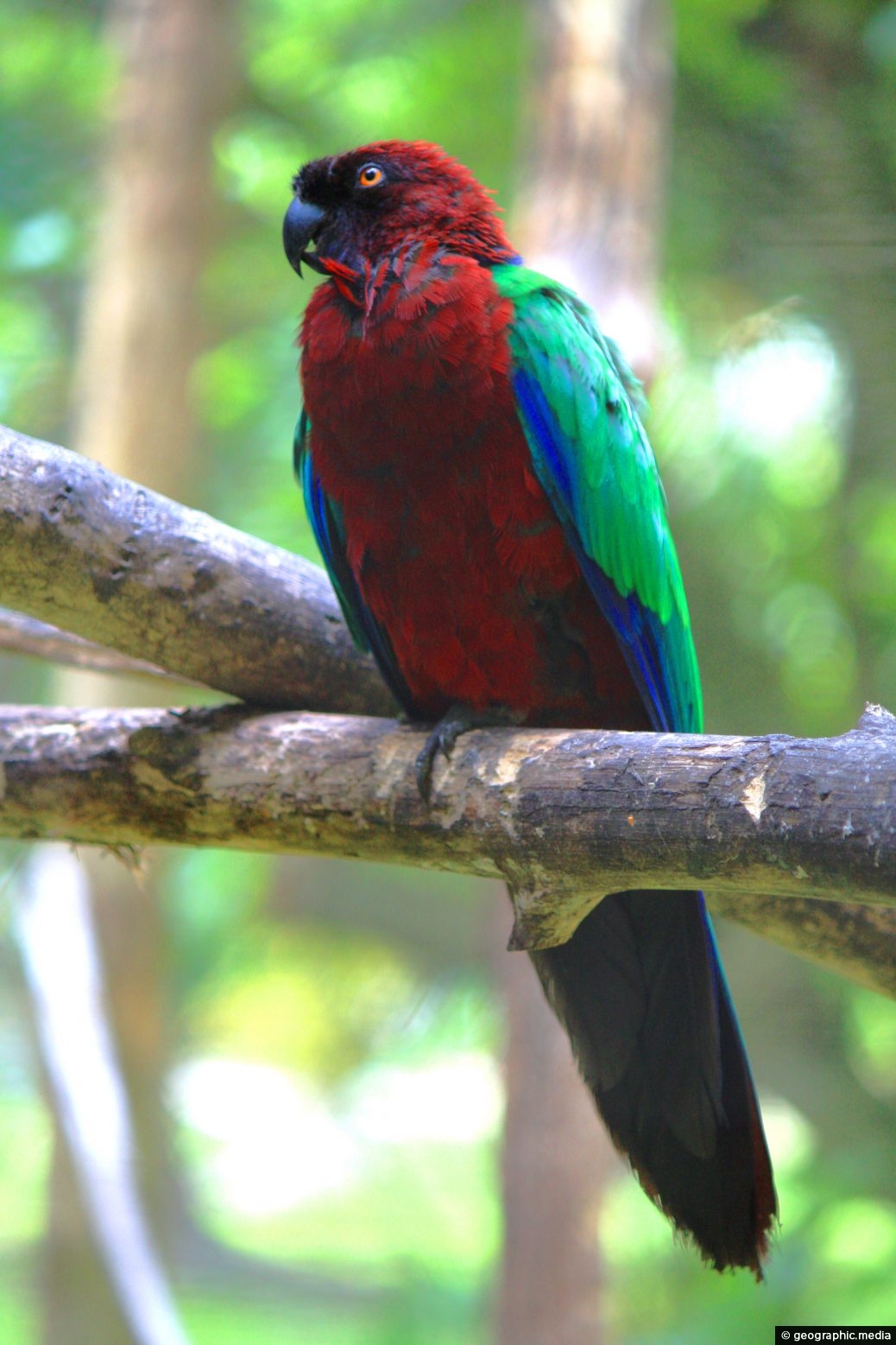 Red Shining-parrot on Fafa Island Tonga
