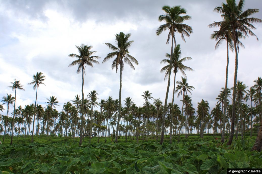Palm and Taro Plantation on Tongatapu Island