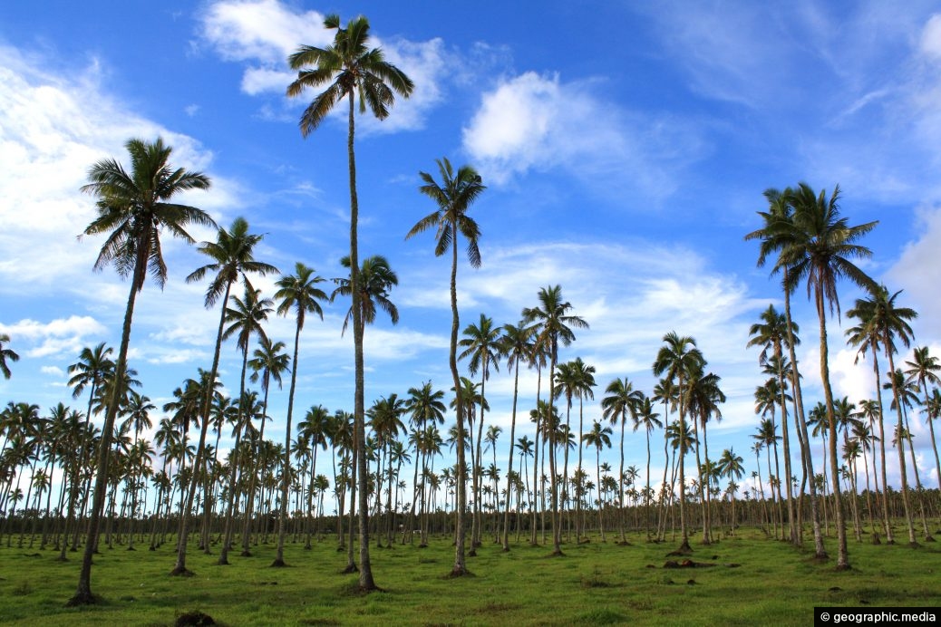 Palm Trees on Tongatapu Island
