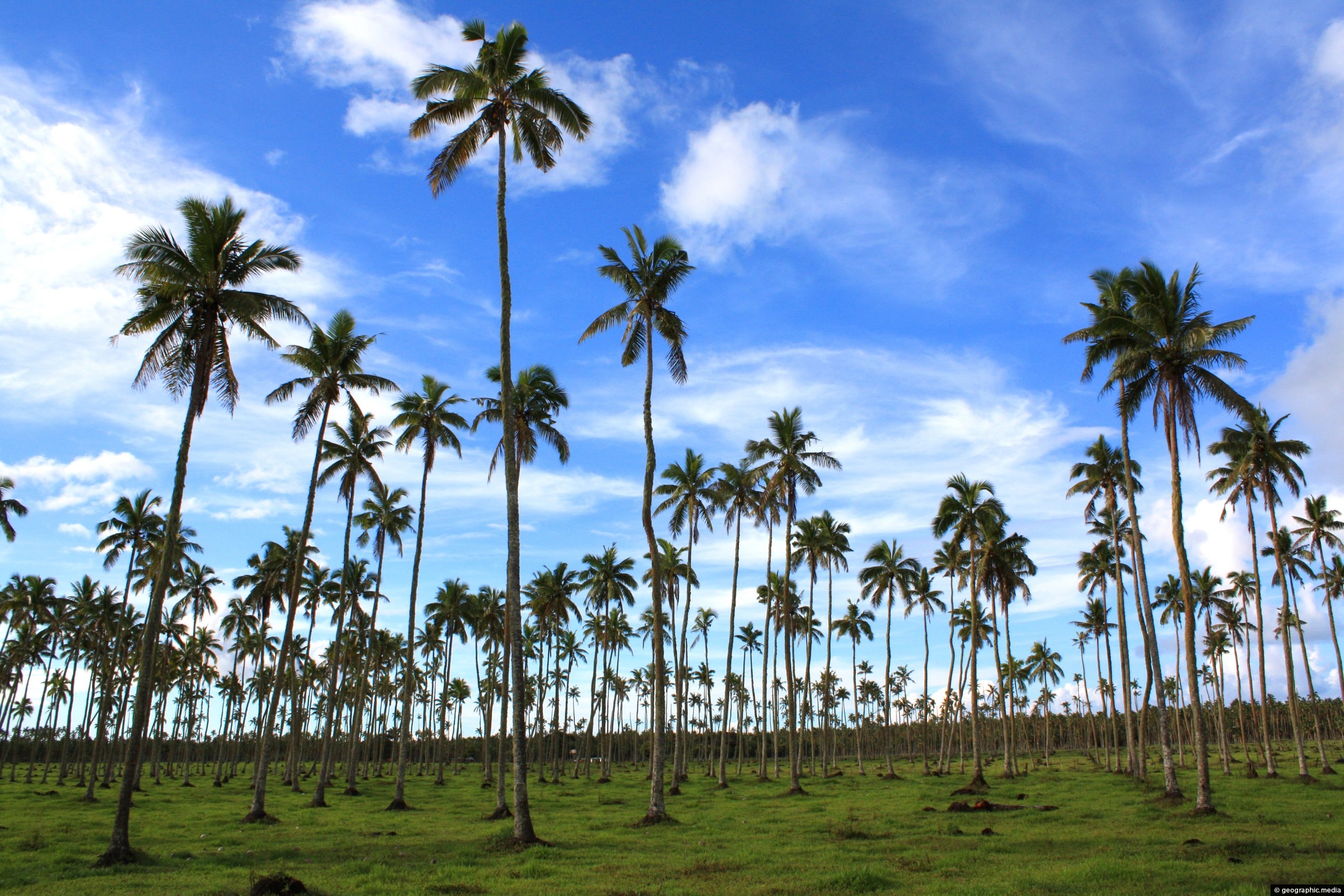 Palm Trees on Tongatapu Island