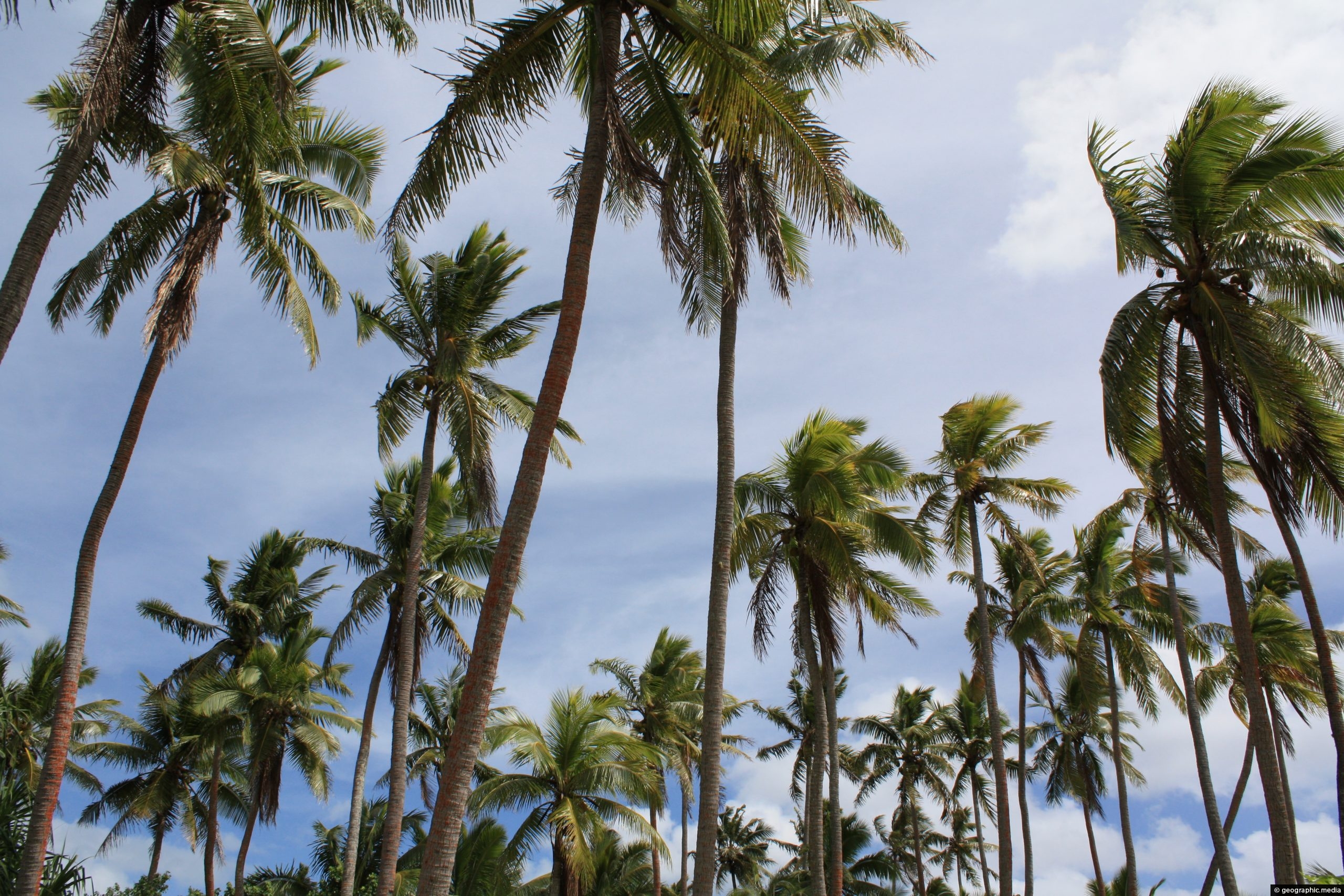 Palm trees on Fafa Island