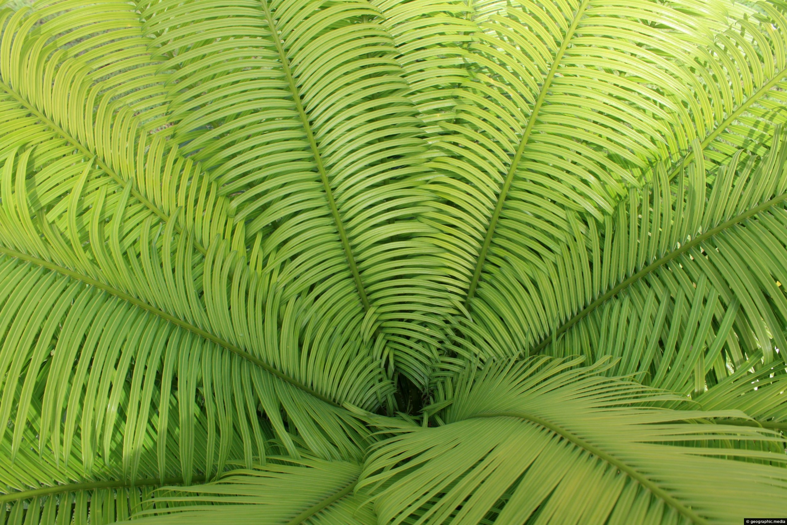 Young fern tree on Fafa Island