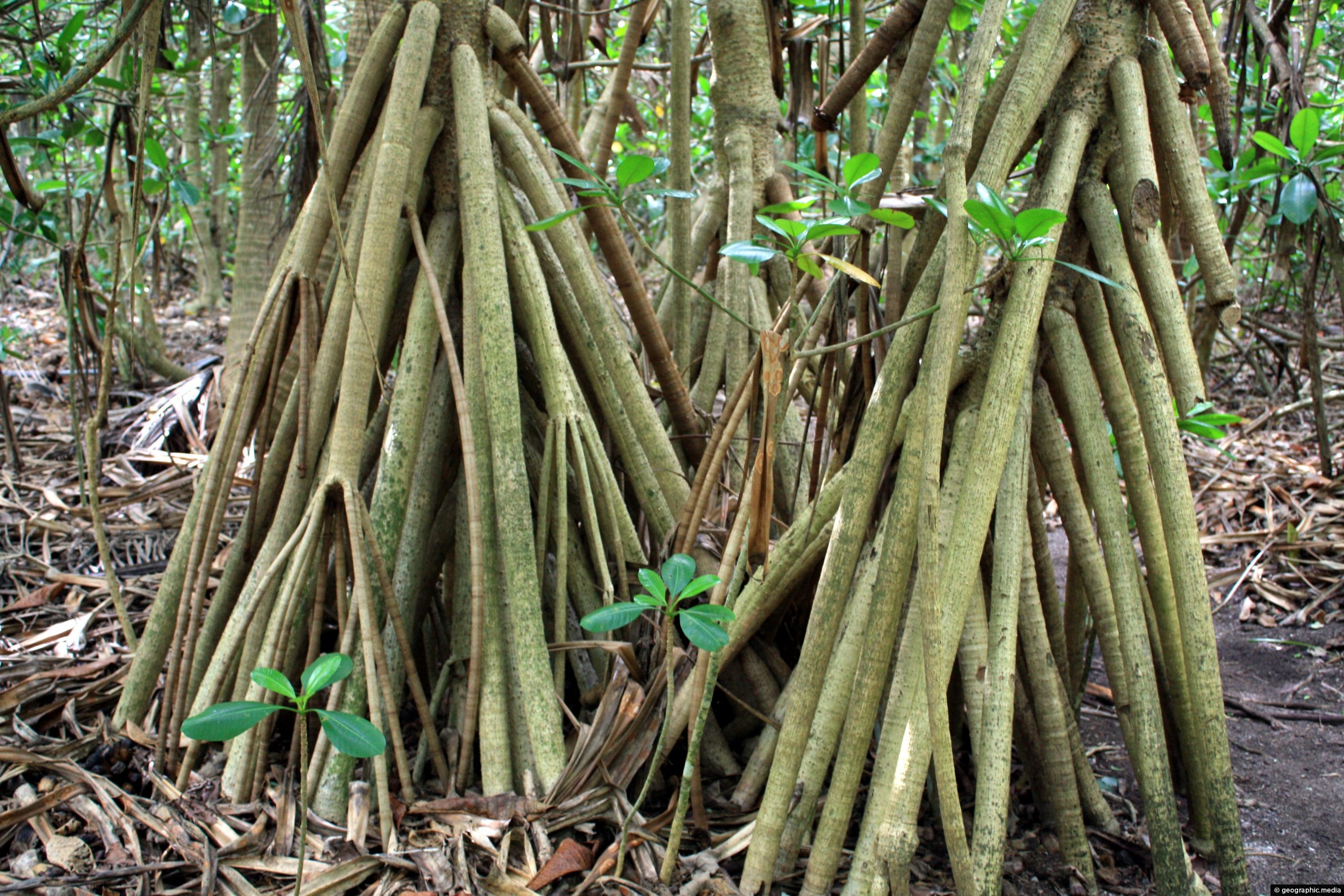 Pandanus Palm roots on Fafa Island