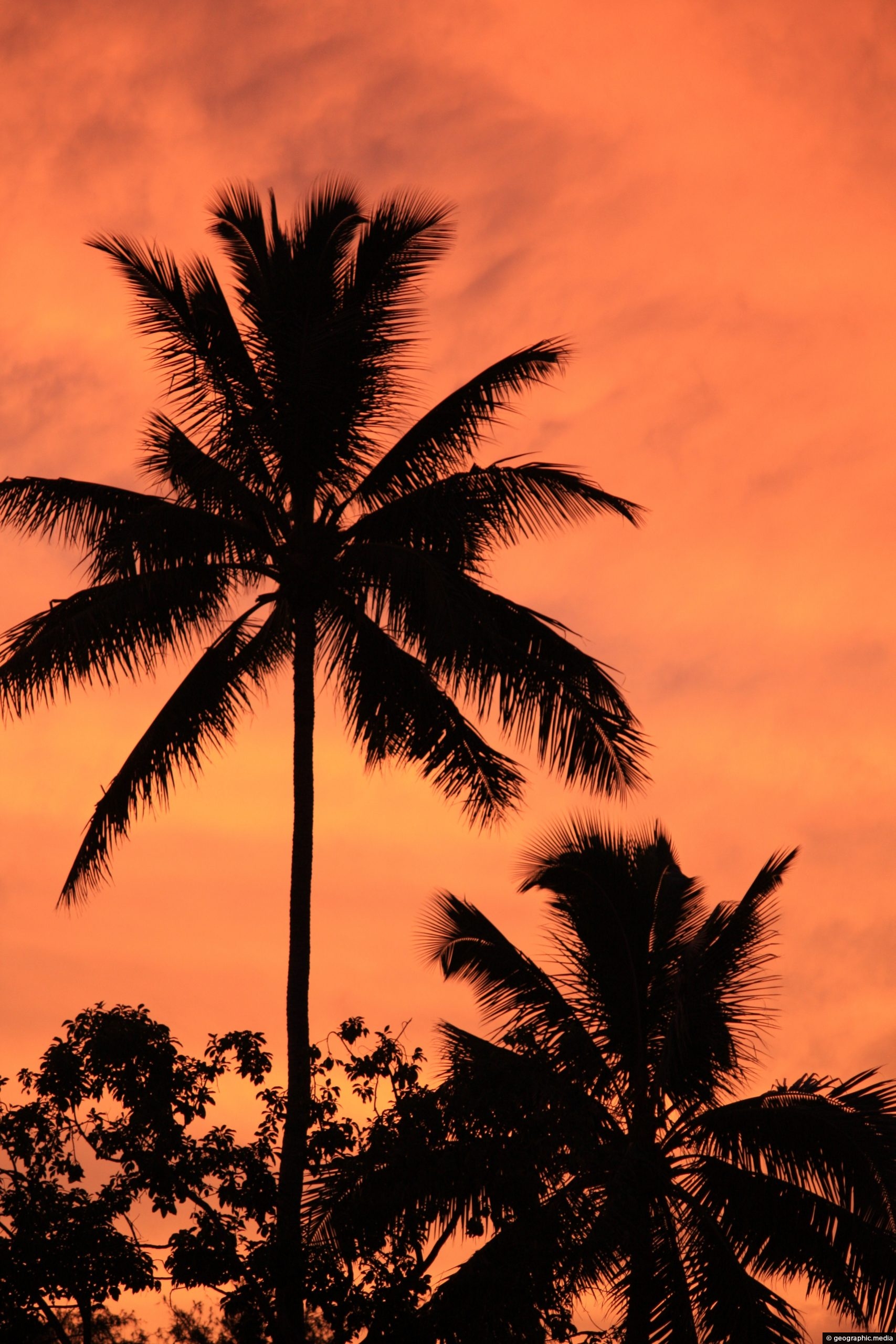 Palm Trees and Sunset on Tongatapu Island