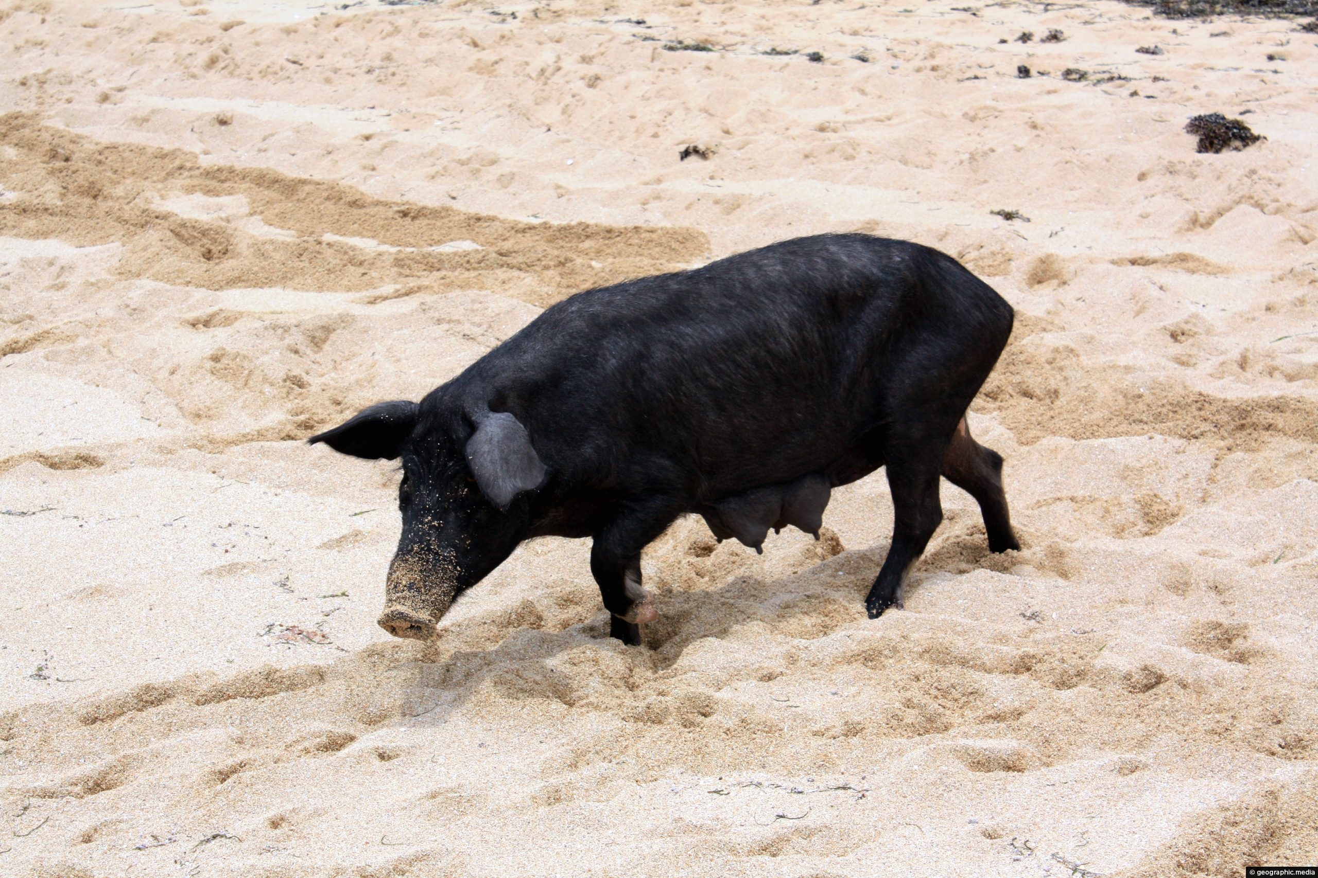 Wild pig on Atata Island