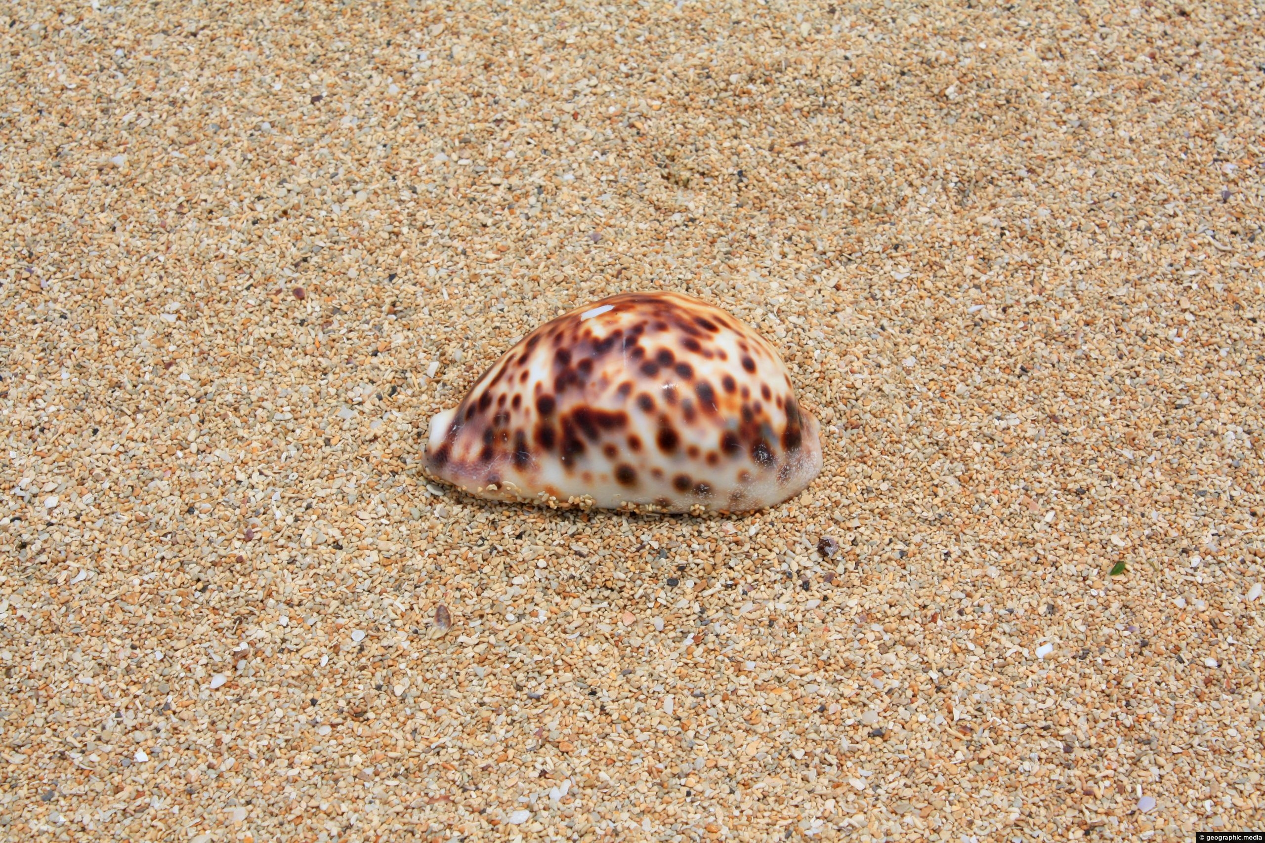 Seashell on Atata Beach Tonga