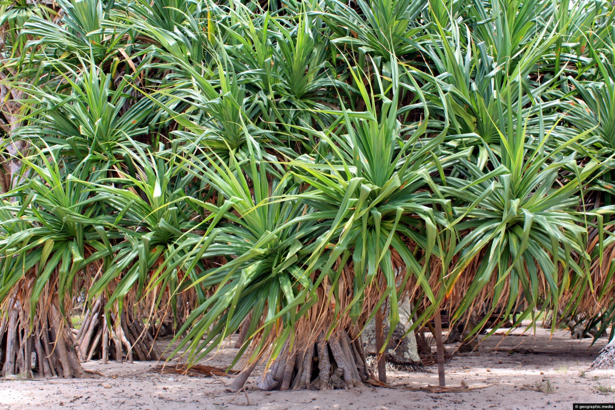 Pandanus Palm Forest on Atata Island - Geographic Media