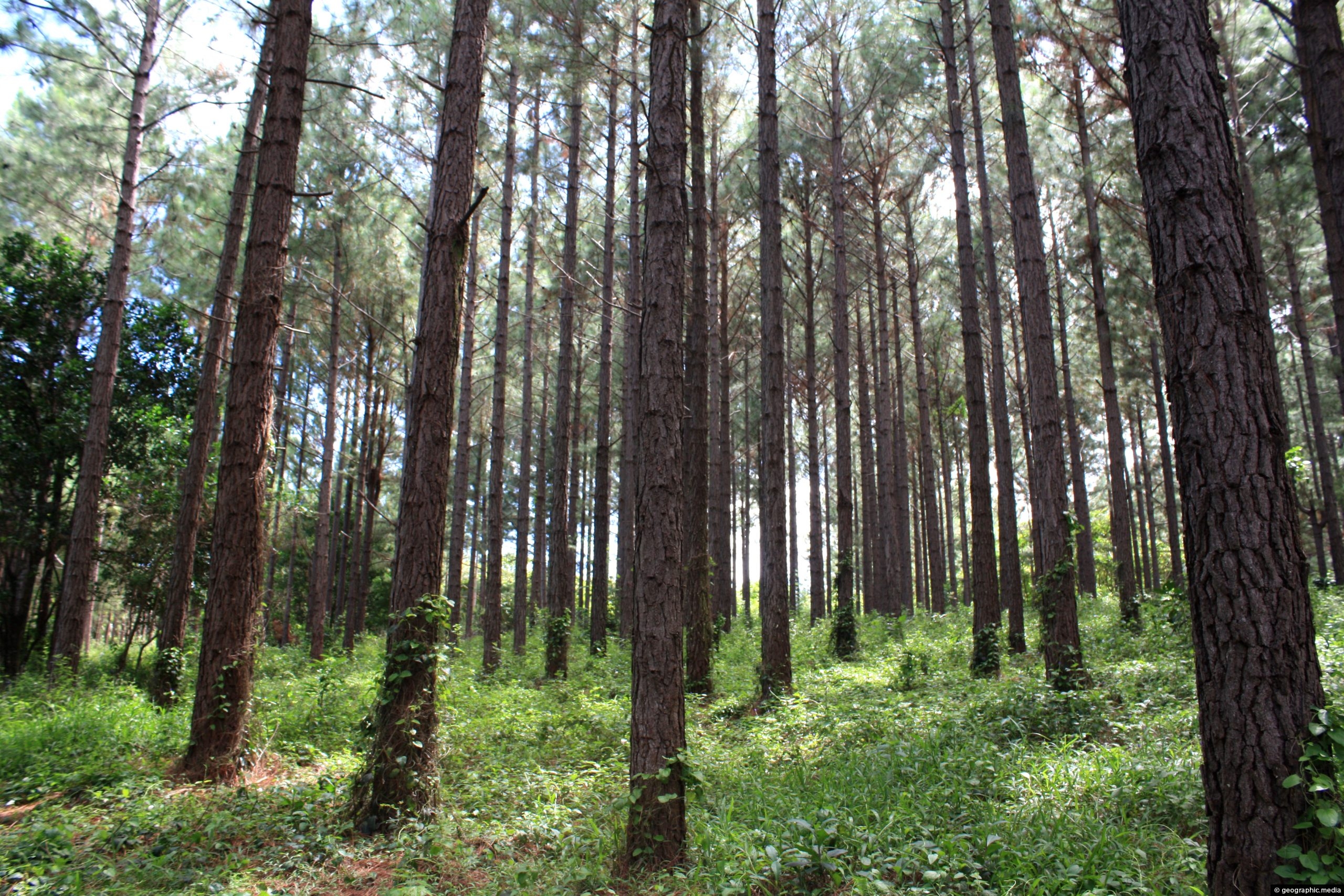 Pine forest on Eua Island in Tonga