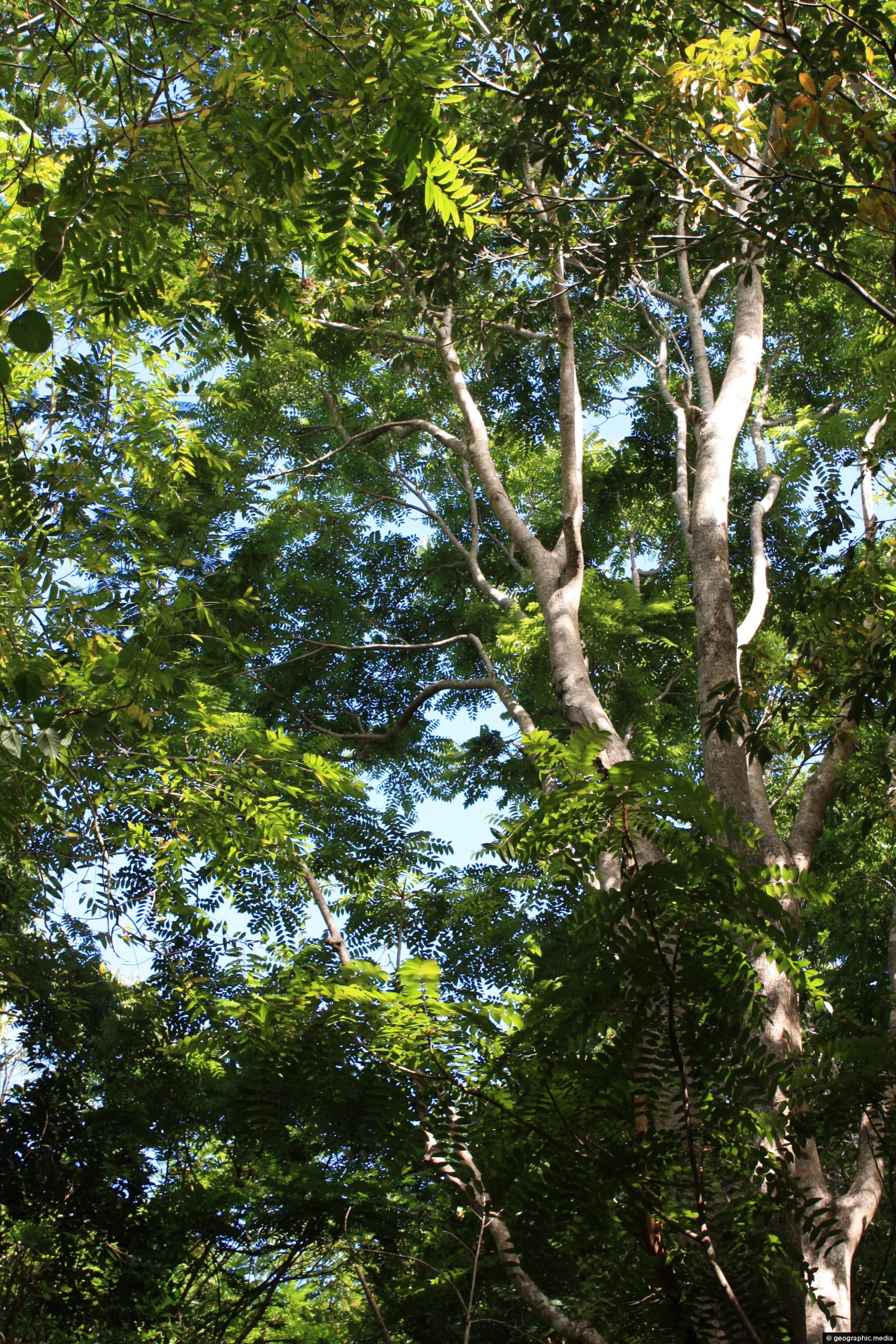 Tall Cedar tree in Eua National Park