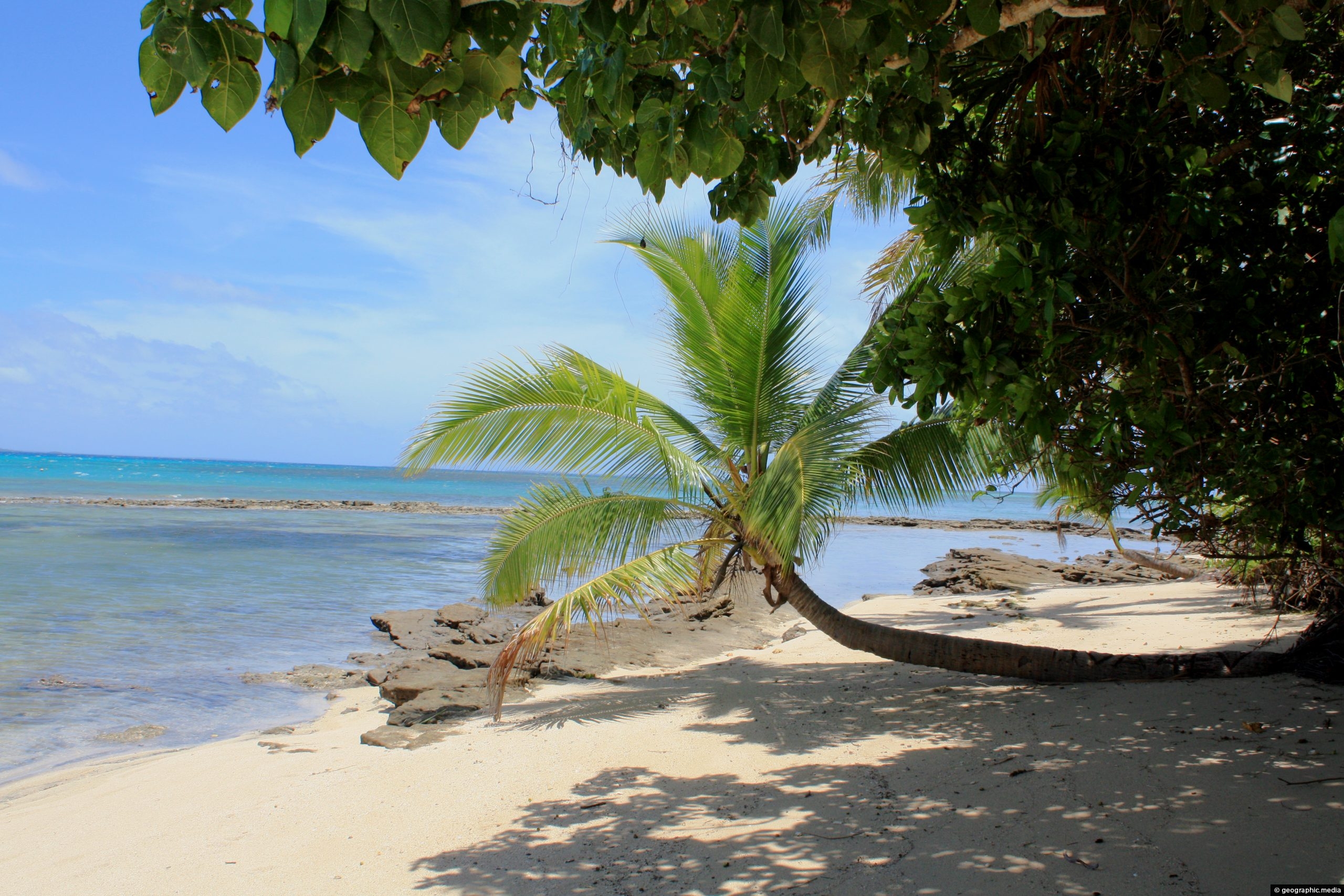 Palm Tree on Fafa Island Tonga
