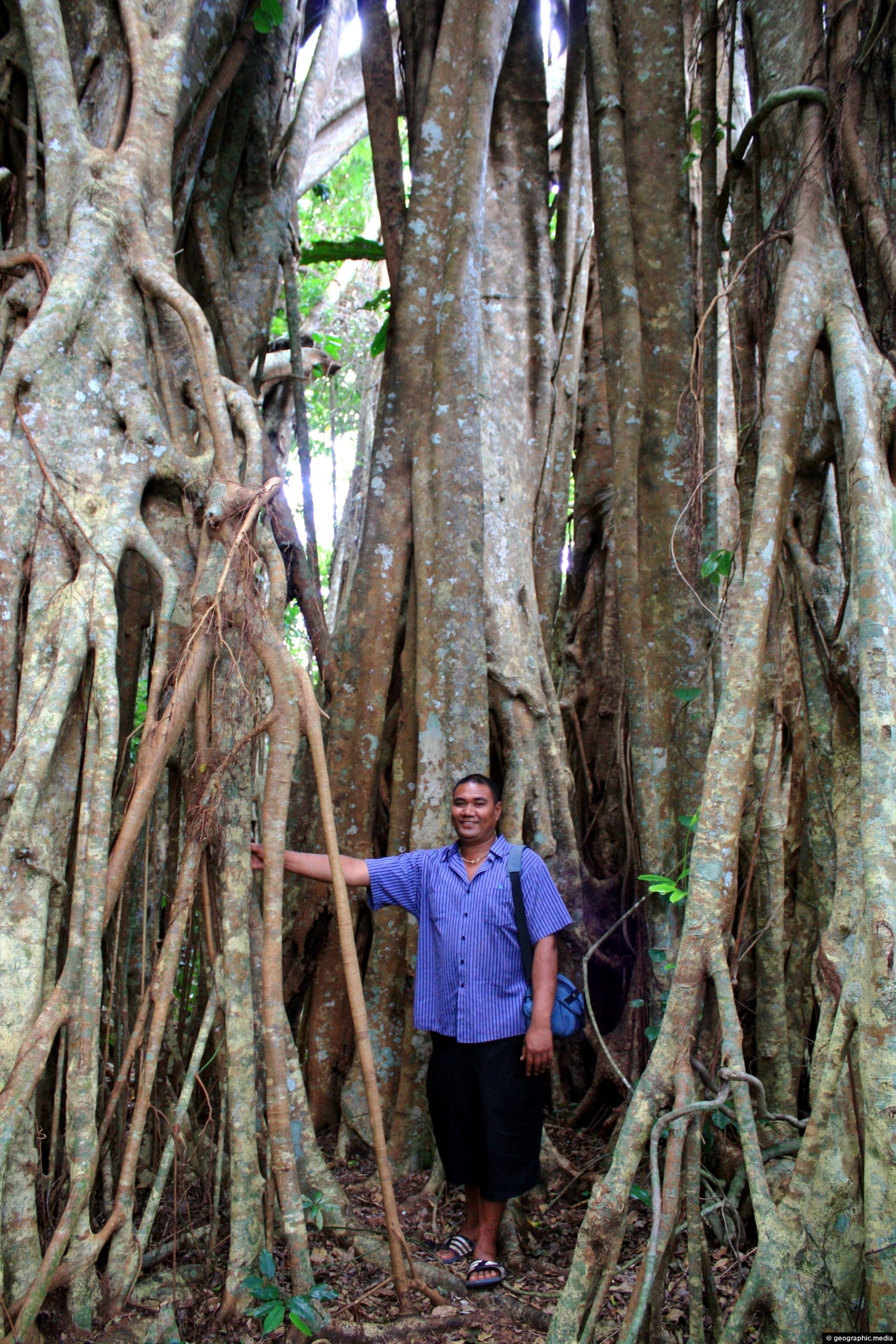 Ovava Giant Fig Tree on Eua Island