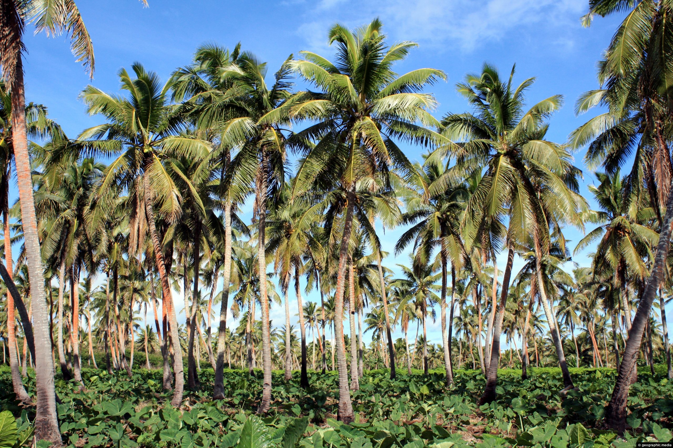 Coconut Palms on Tongatapu Island