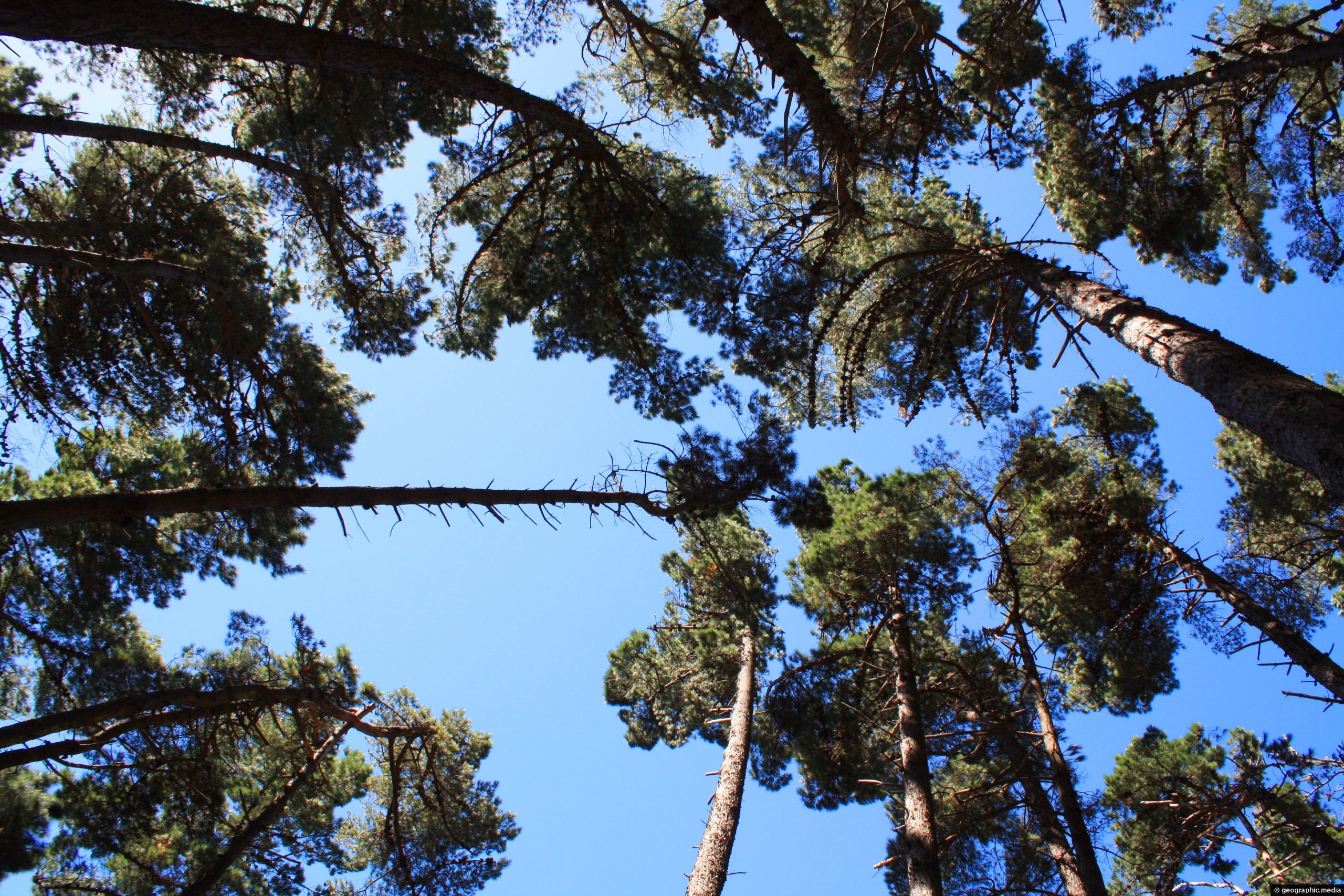 Pinus Radiata Forest in Wellington
