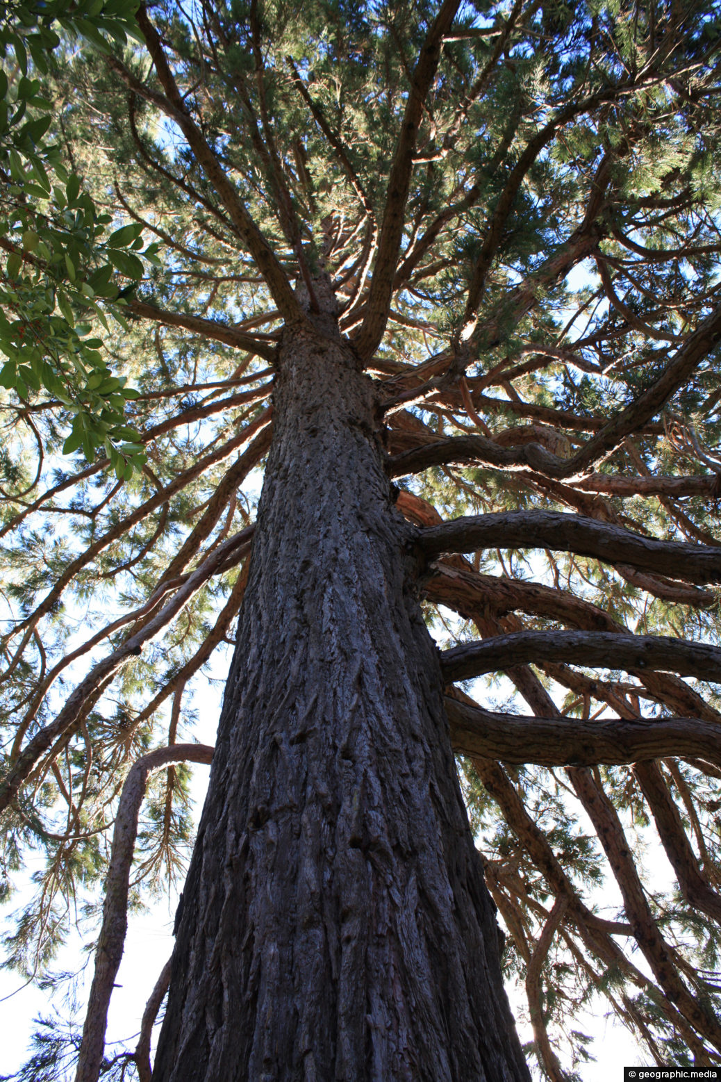California Redwood in Rotorua